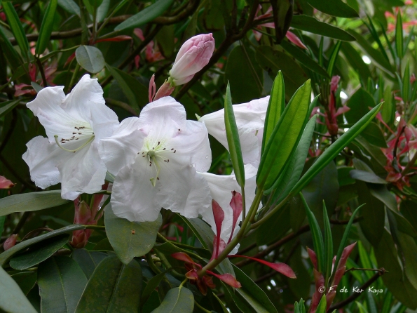 Bois des Moutiers (120) mai 2012